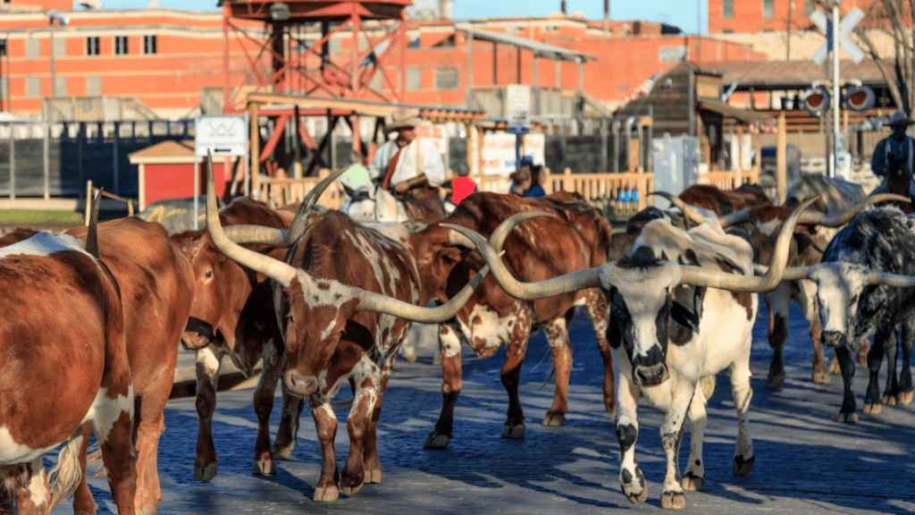 Image of Texas Longhorns walking down the street at Ft. Worth stockyards