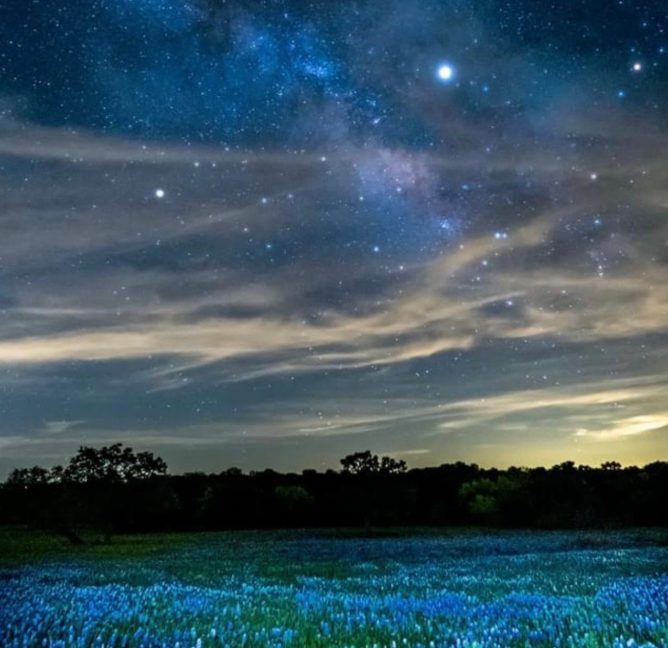 a field of bluebonnets under the night sky with twinkling stars