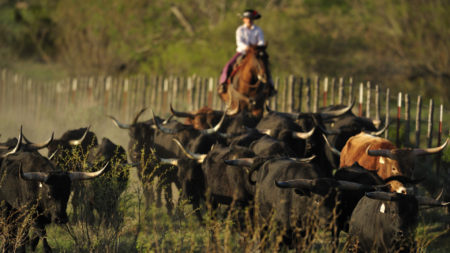 Image of cowboy in texas on horse with group of texas longhorns