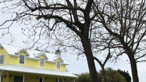 large tree in front of white fence and yellow building