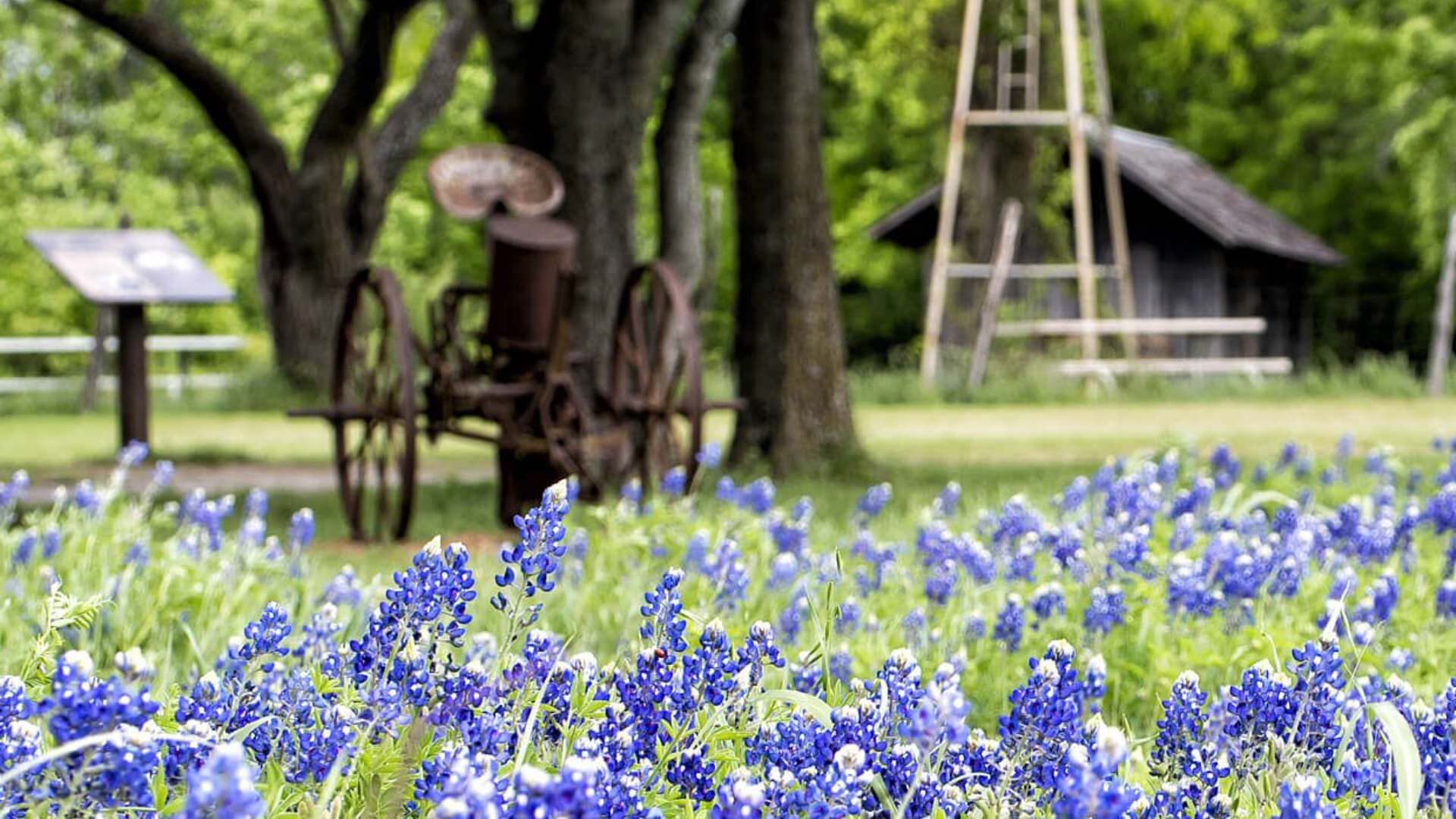 Close up view of blue flowers with an antique tractor, barn, and trees in the background