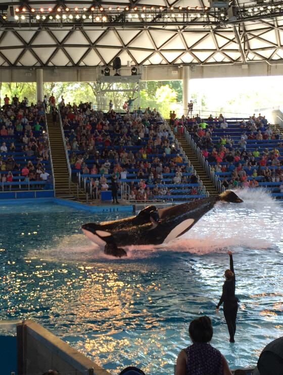 Large aquarium tank with a crowd watching a killer whale perform