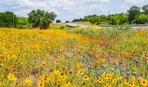 field of wildflowers in Texas in yellow, blue and red.